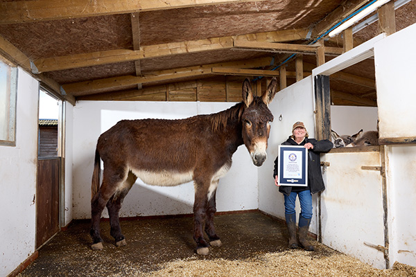 Tallest donkey with the certificate