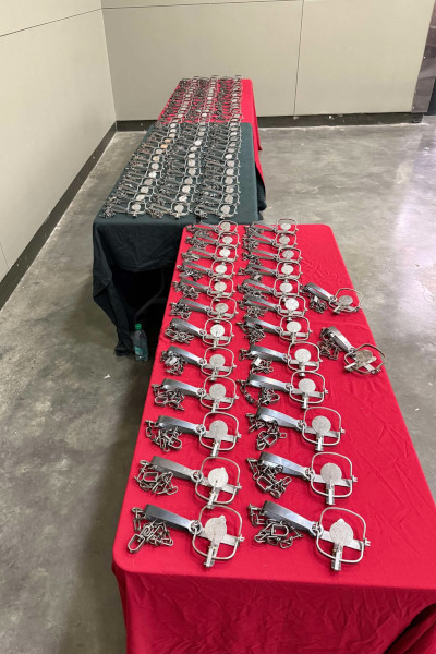 Line of animal traps laid out