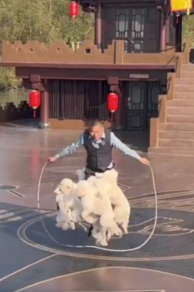 Close up of dogs jumping