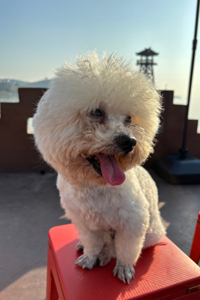 Dog sitting on the chair with his tongue out