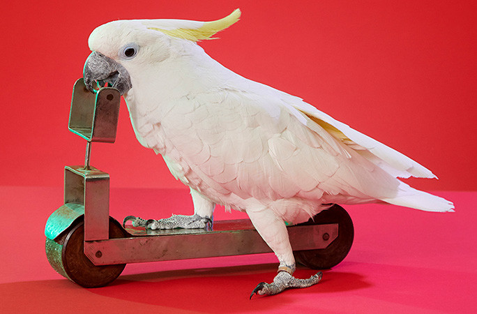 Chico on his scooter