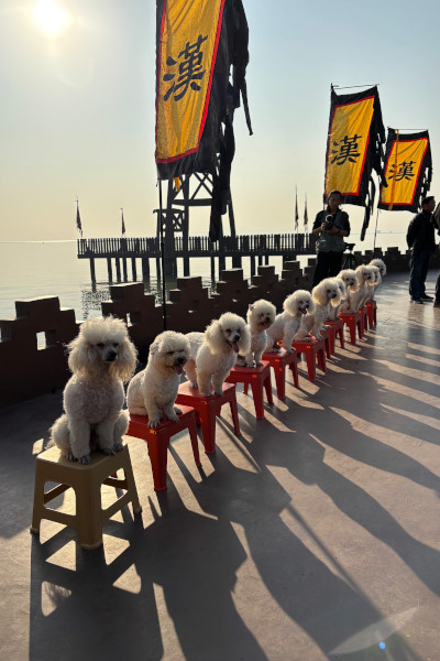 The dogs sitting on chairs