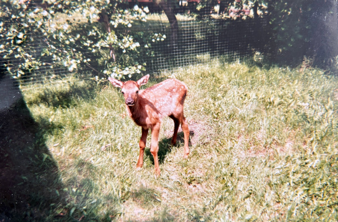 Beauty as a fawn