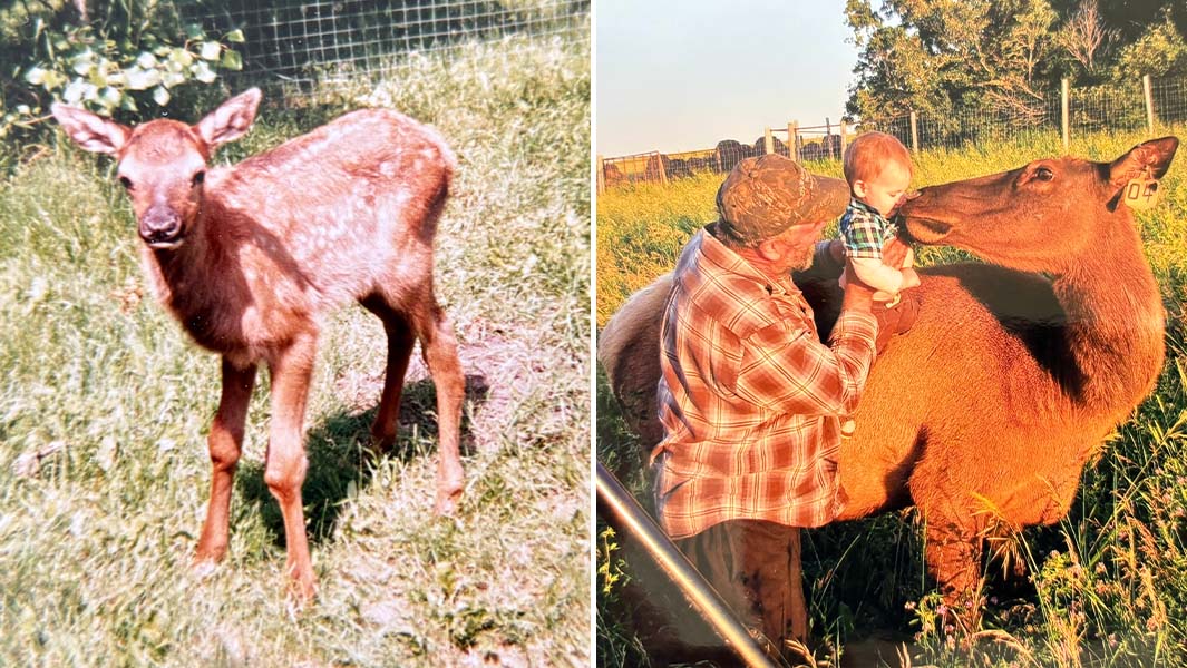 Split image of Beauty as a fawn and Beauty with the Dancsoks
