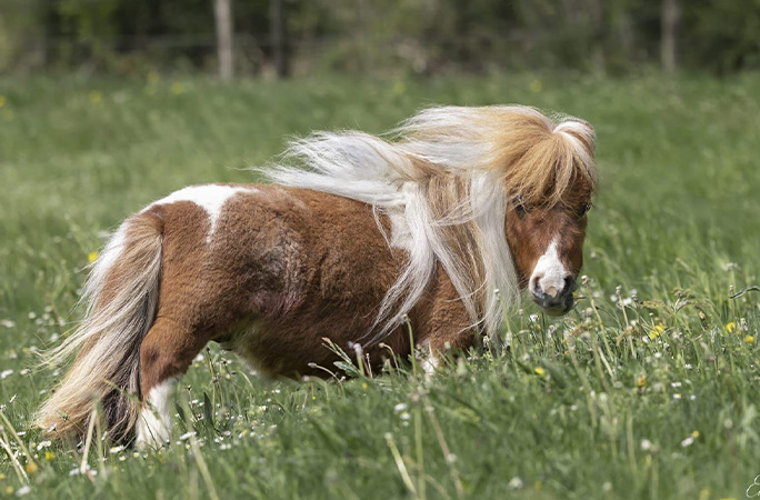 Pumuckel in a field with the wind blowing through his mane