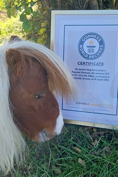 Pumuckel looking at his GWR certificate