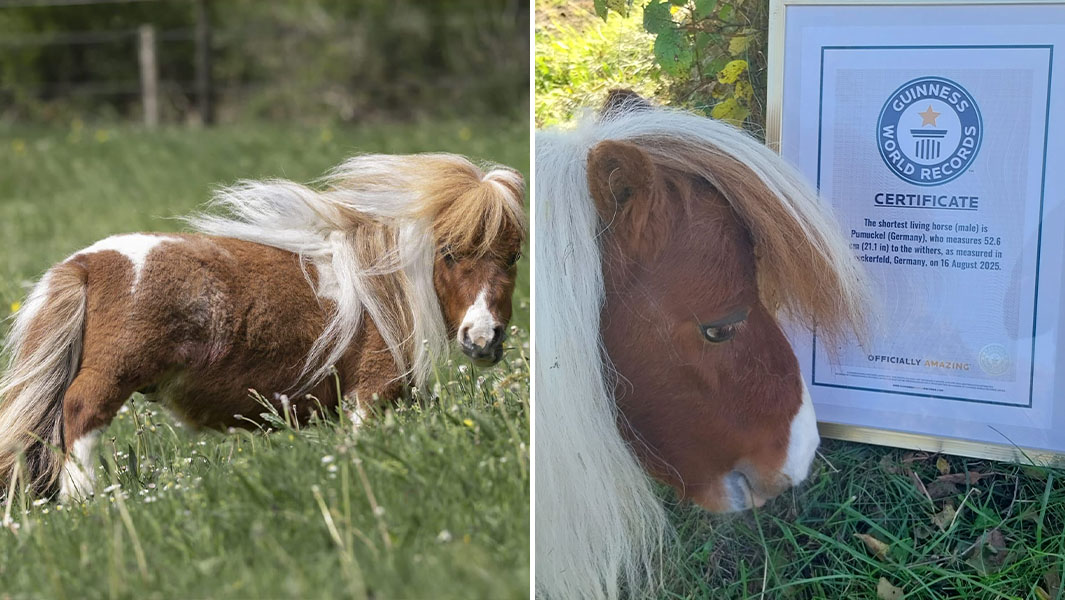 Pumuckel standing in the field and looking at his GWR certificate