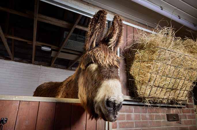 Bambou the donkey