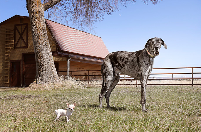 the shortest and tallest dog