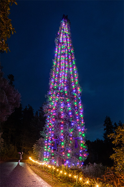 the tallest bedded christmas tree