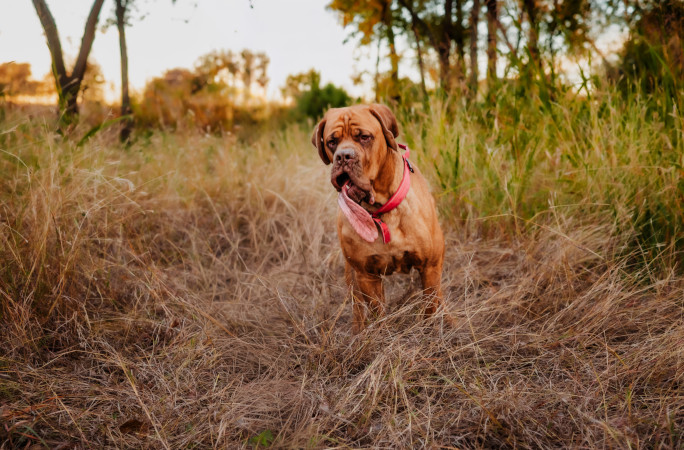 Ozzy running with his tongue out