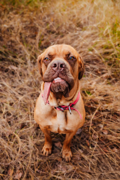 Ozzy smiling up at the camera