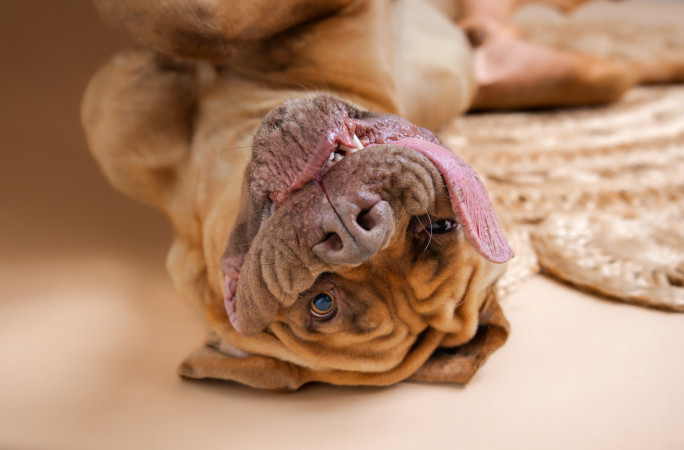 Ozzy upside down with his tongue out