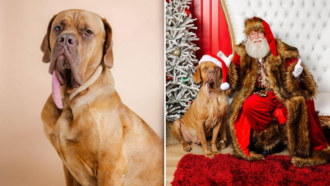 Split image of Ozzy and Santa and a headshot of Ozzy and his tongue