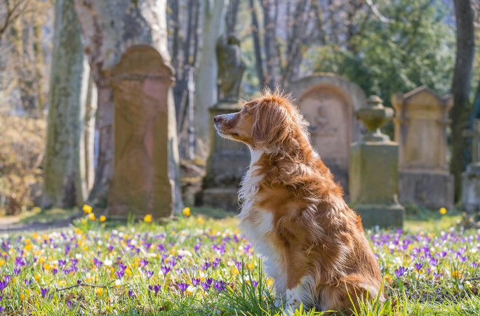 A dog looking at a grave