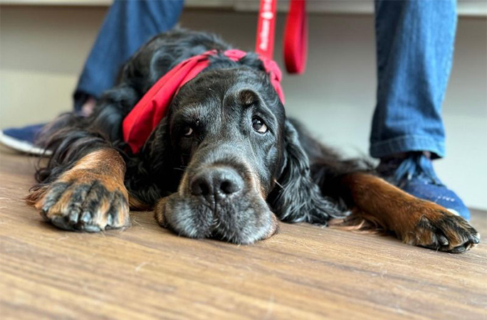 Sharwood lying on the floor