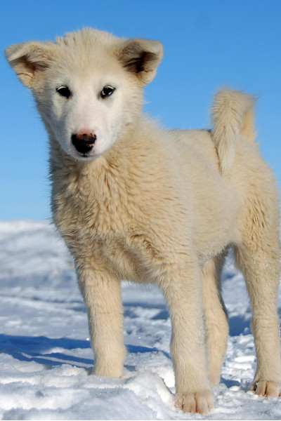 A close-up of a Greenland sled dog