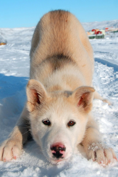 Close-up of a Greenland sled dog