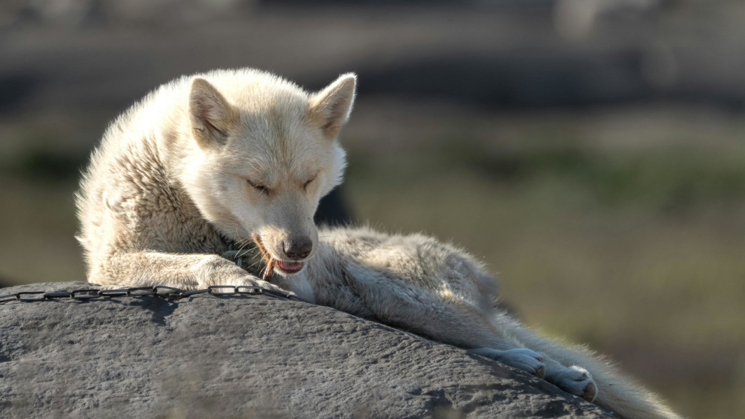 A Greenland sled dog licks its paw in the sunlight