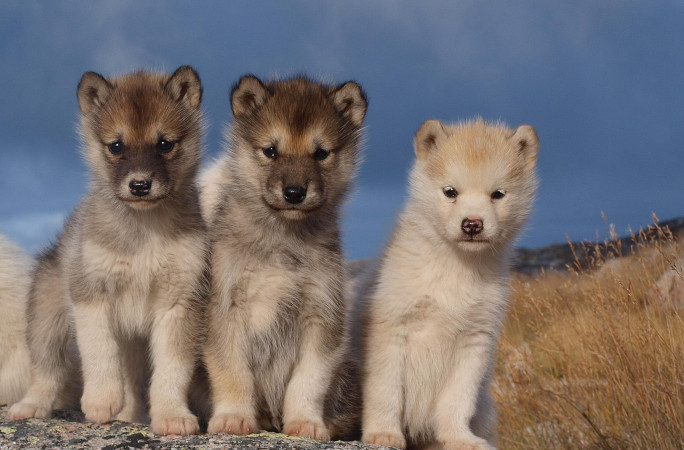 Greenland sled dog puppies