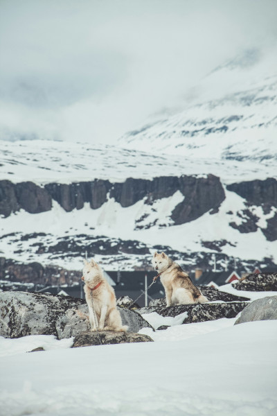 Greenland sled dogs in the snow