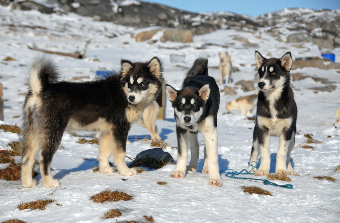 Black Greenland sled dogs play in the snow