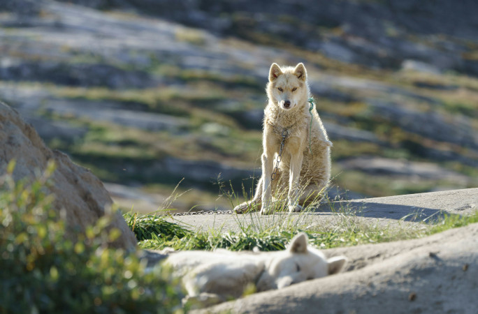 Greenland sled dogs in the sun