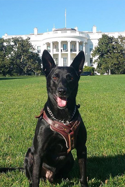 Hurricane posing outside the White House