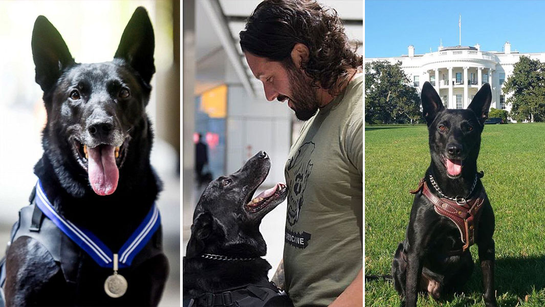 Split image of Hurricane wearing a medal, with his owner and outside the White House