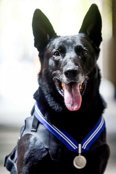 Hurricane wearing a medal