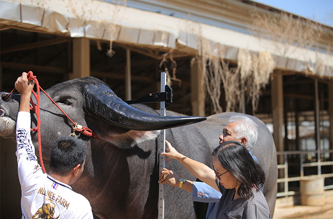 King Kong being measured