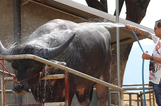 King Kong having a bath