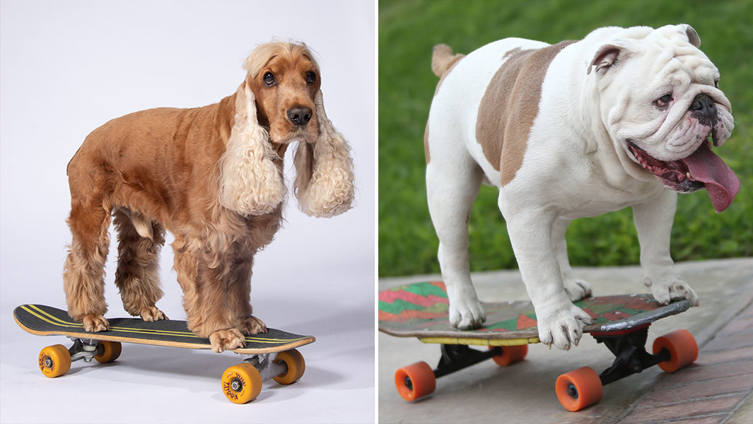 Split image of the Cocker Spaniel who broke the record for longest human tunnel travelled through by a dog on a skateboard, alongside the dog who set it.