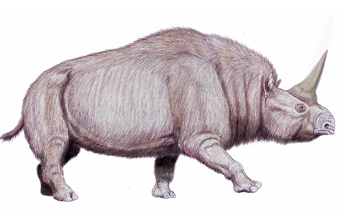 a reconstruction of Elasmotherium sibiricum from Middle-Late Pleistocene of Asia and Europe