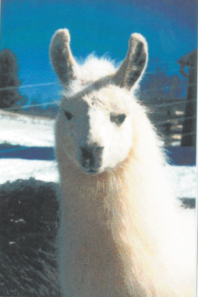 Whitetop, the oldest llama, when he was young