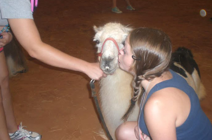 Whitetop, the oldest llama, with campers
