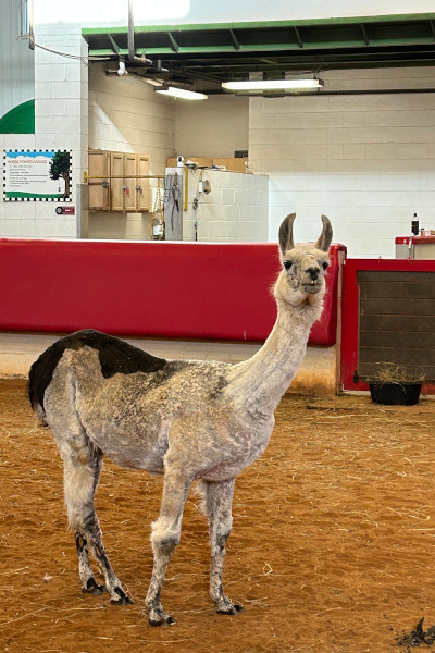 Whitetop, the oldest llama