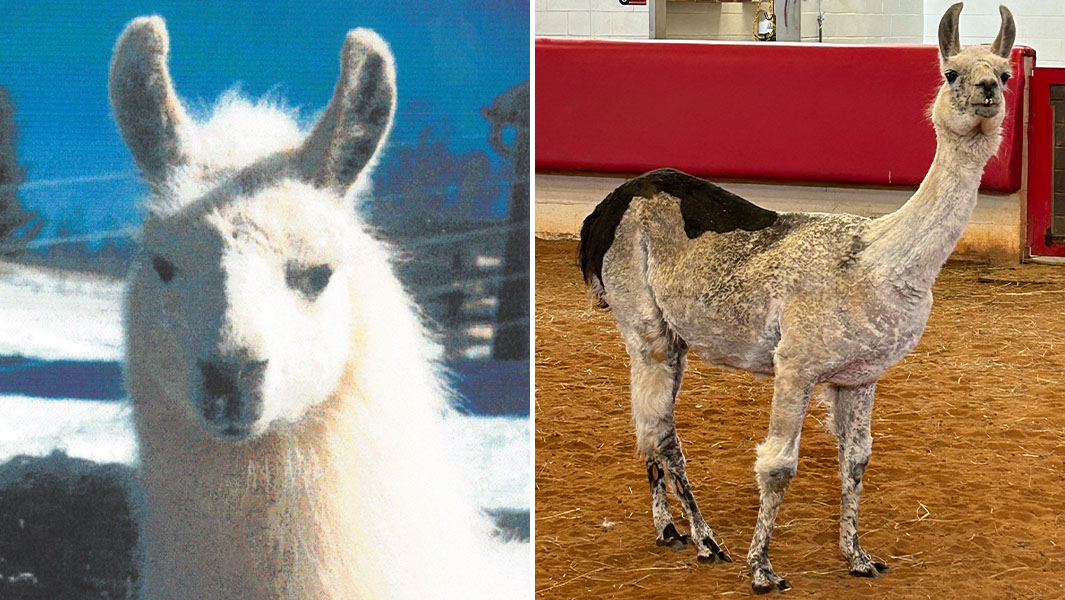 Split image of the oldest llama, Whitetop, as a baby (left) and now (right)