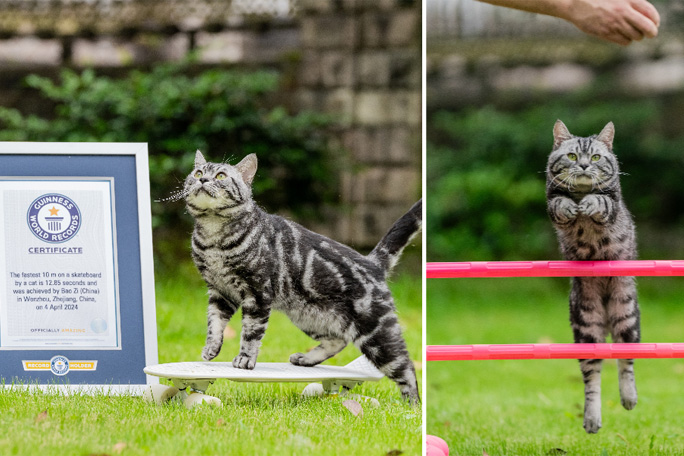 split image cat with skateboard and jumping obstacle