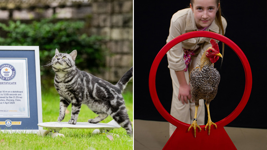 Split image skateboarding cat and chicken in hoop
