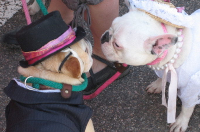 Picture of two dogs being married
