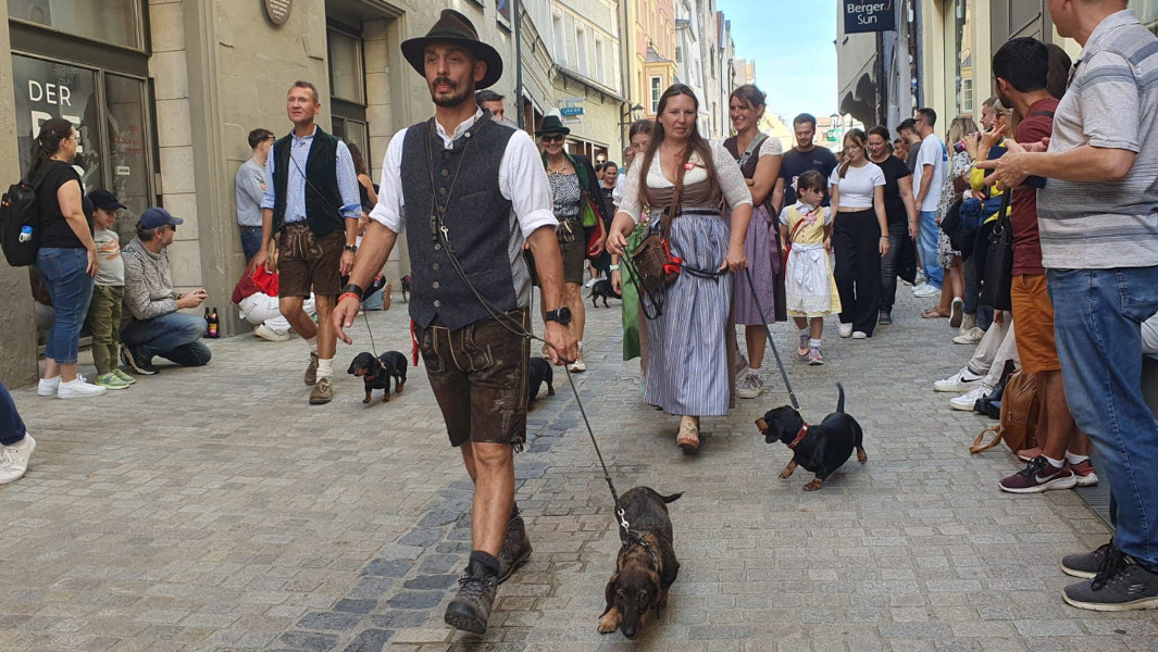 Attendees walking down the streets of Germany with their dachshunds 