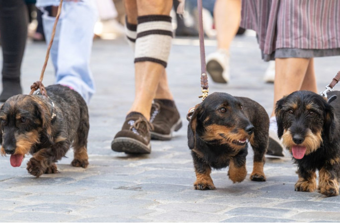 3 dachshunds