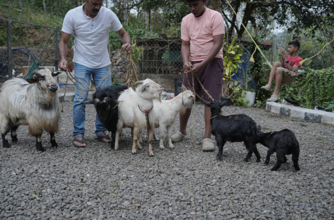 Goats playing