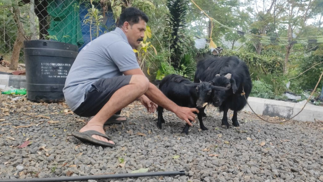 Peter playing with the world's shortest goat