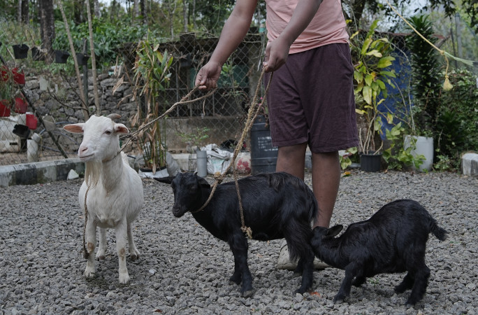 Goat standing next to its mama
