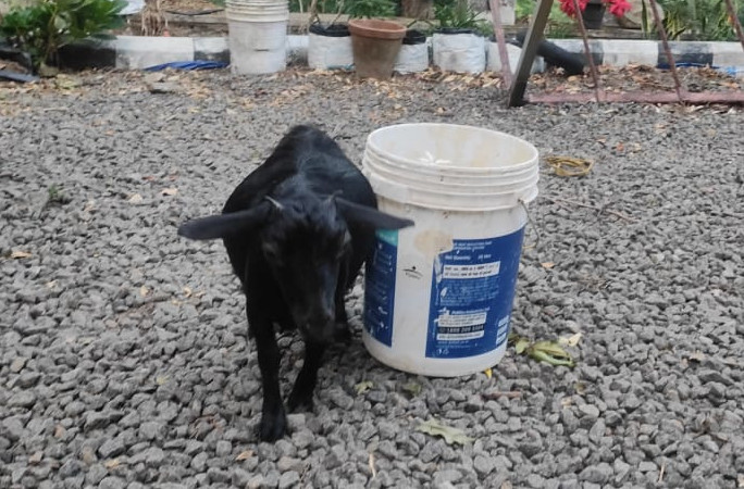 Goat standing next to bucket