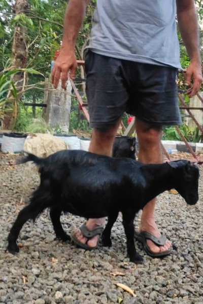 Goat standing next to its owner