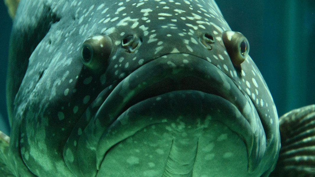 Close up of a grouper fish