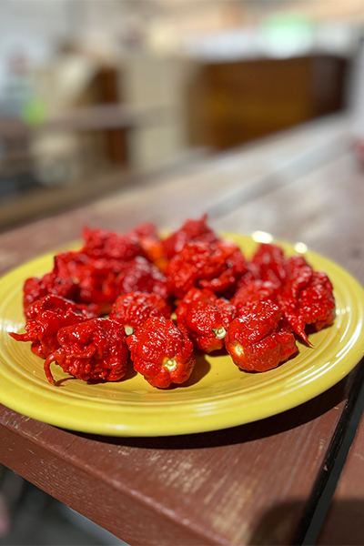 A plate of Carolina Reaper peppers